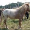 Shawnee's daughter Misty Moon, strawberry snowcap mare. 