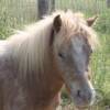 Shawnee's daughter Misty Moon, strawberry snowcap mare. 