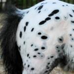 Peacock spots on Raphael, a blue roan leopard appalooas make him valuable color and pattern producer for future generations.  